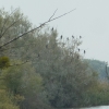 Vogelexkursion am Rheindelta